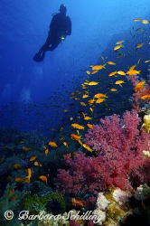 Beautiful softcorals with Antheas everywhere! by Barbara Schilling 